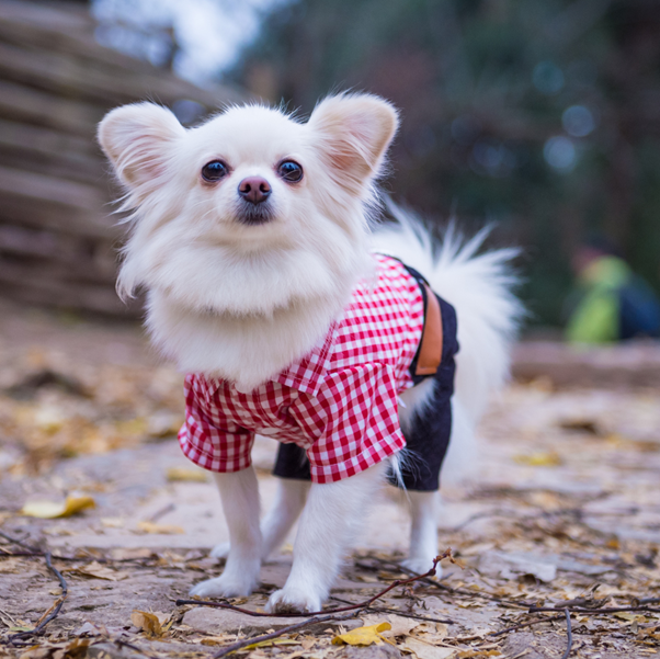 dog accessories